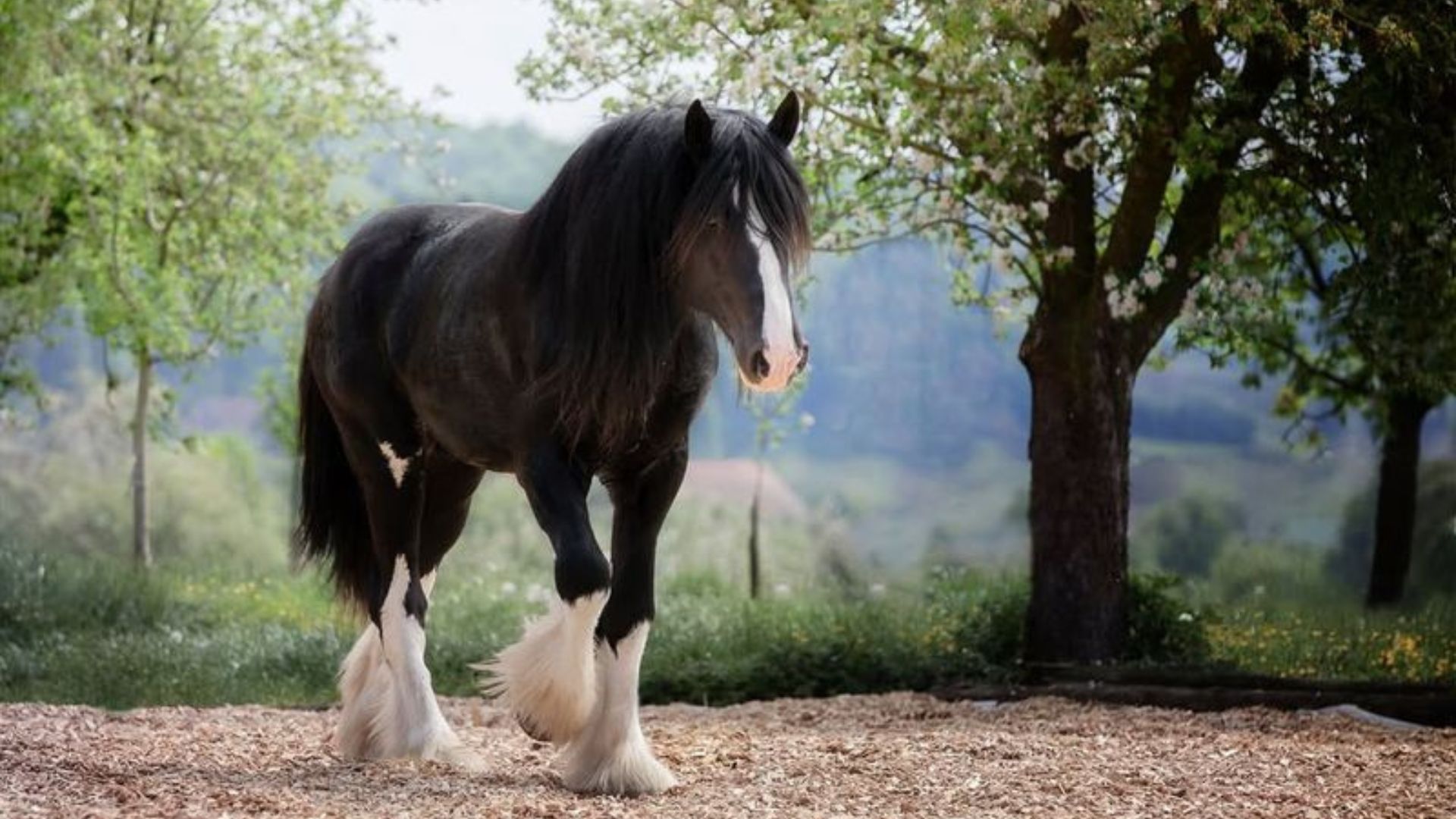 14 Horse Breeds That Were Born For Battle