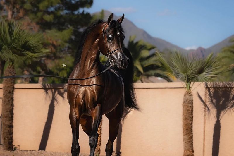 Arabian Horse