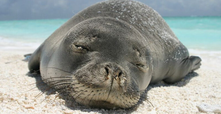 14 Incredible Facts About Hawaiian Monk Seals And Their Fight For Survival
