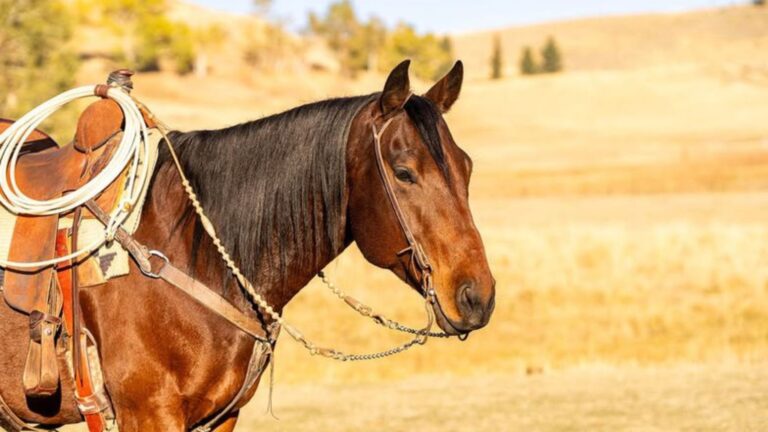 14 Jobs Horses Have In Texas