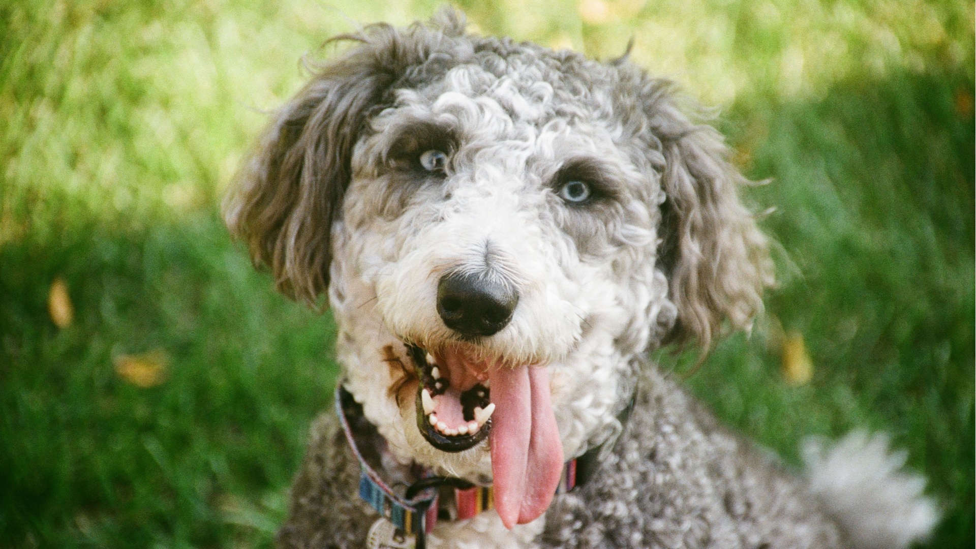 14 Most Popular Doodle Dog Mixes You’ll Adore