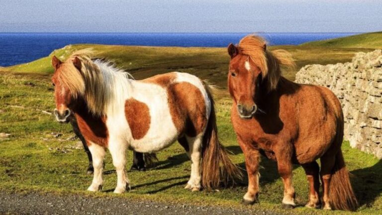 14 Most Stubborn Horse Breeds To Handle