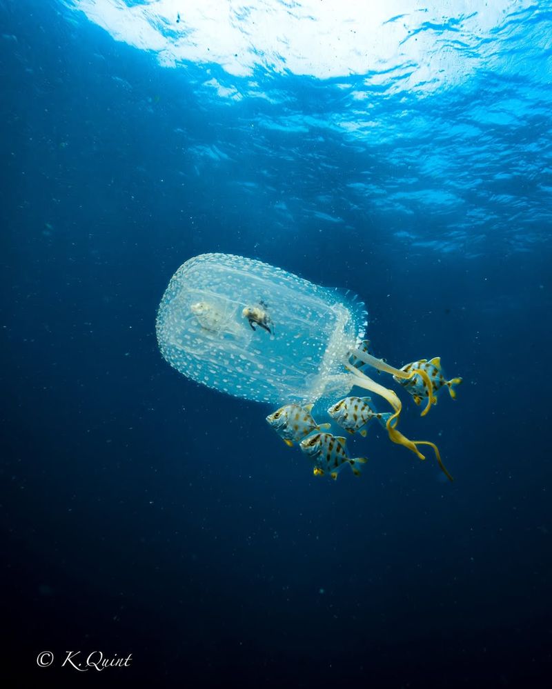 Box Jellyfish