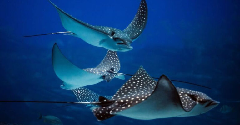 14 Most Venomous Creatures Hiding In The Ocean