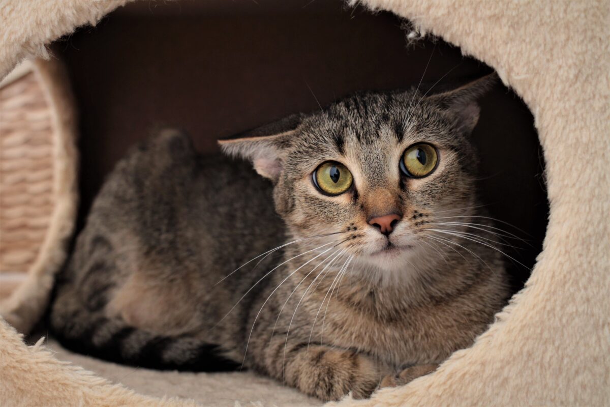 14 Proven Tips To Encourage Your Shy Cat To Open Up And Feel More Safe