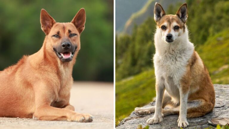 14 Quirky Dog Breeds Full Of Charm And Personality