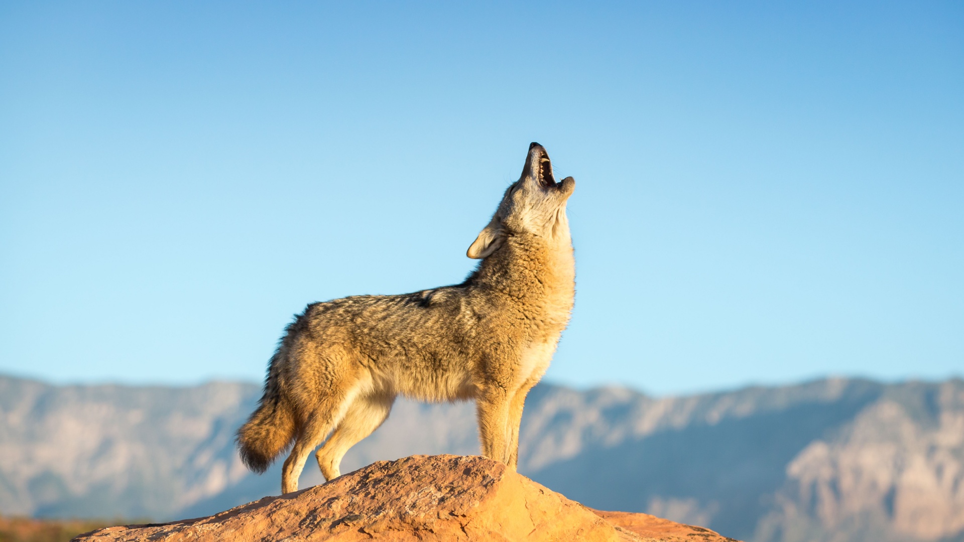 14 Reasons Why A Coyote Can Never Be A Good Pet