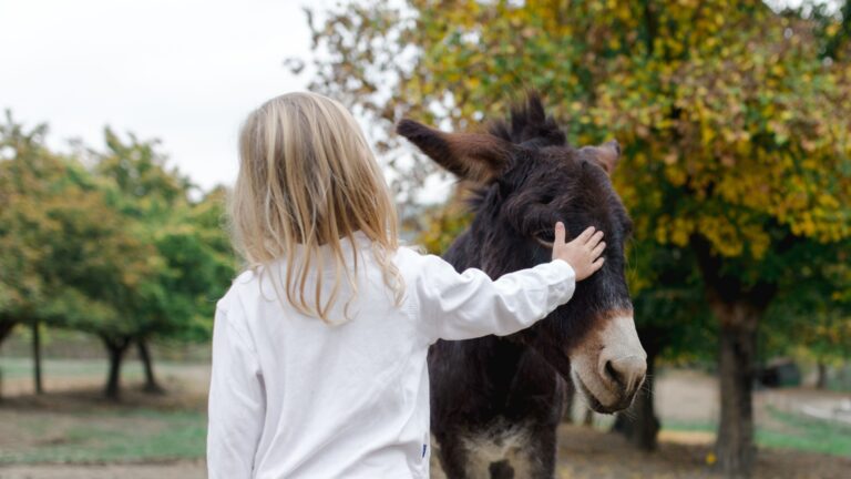 14 Reasons Why Donkeys Make Excellent Pets