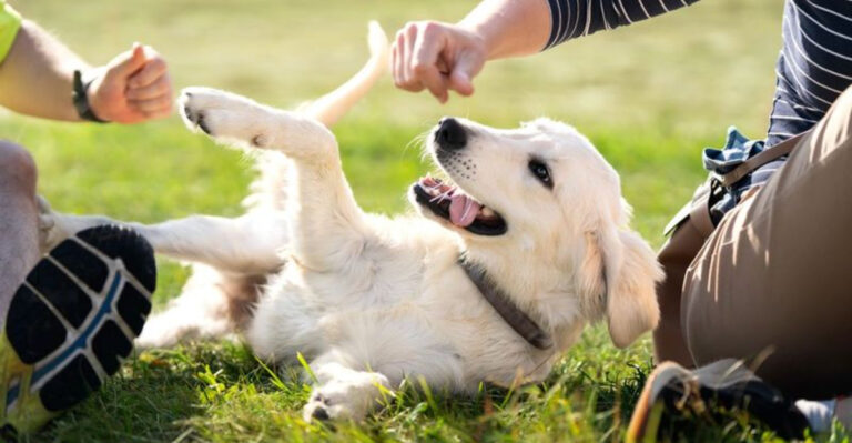 14 Reasons Why Socializing Your Dog Is More Important Than You Think