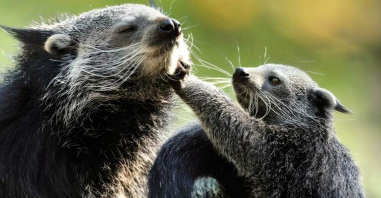 14 Reasons Why The Binturong Is The Forest’s Hidden Hero