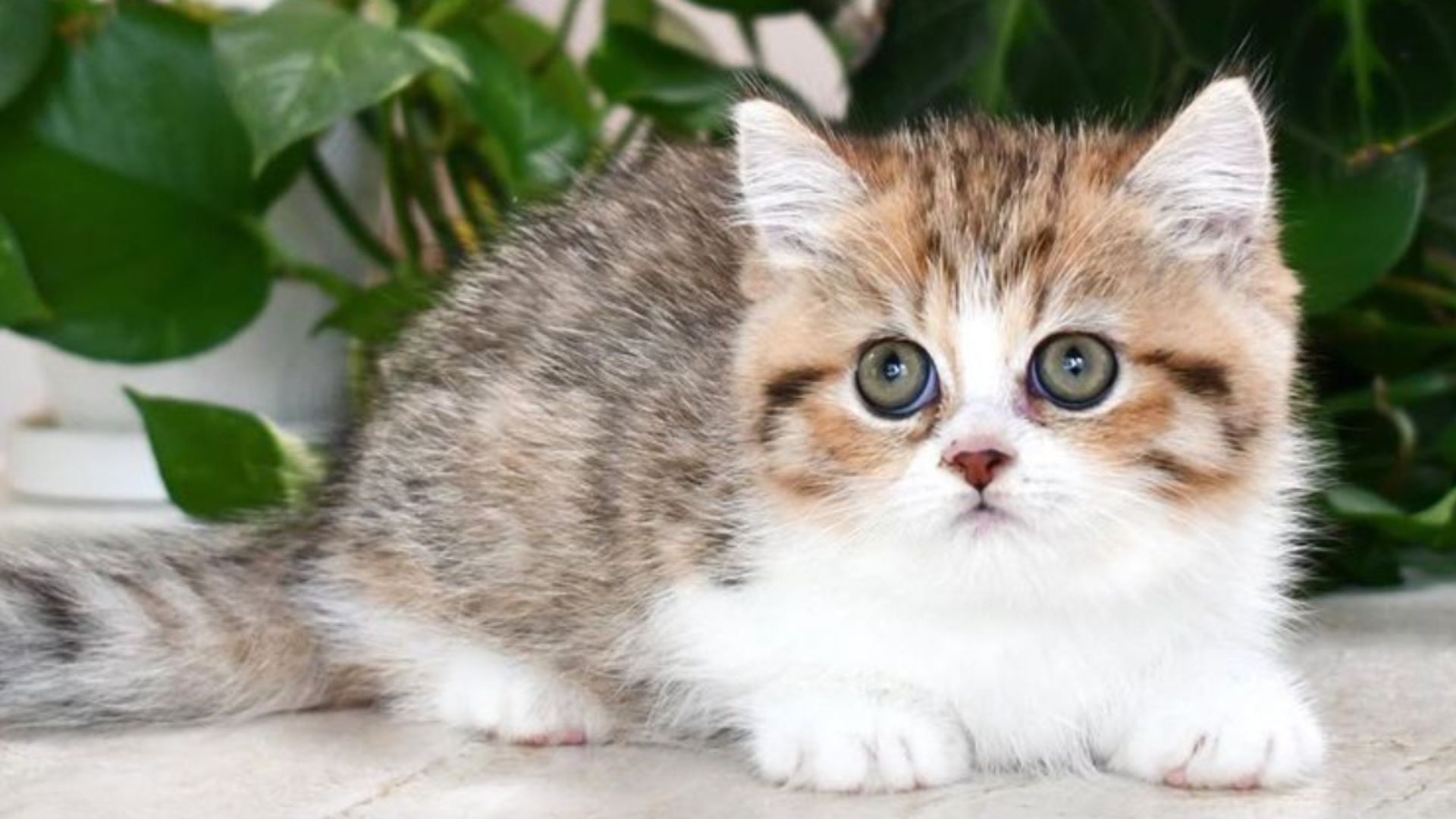 14 Ridiculously Cute Facts About Munchkin Cats