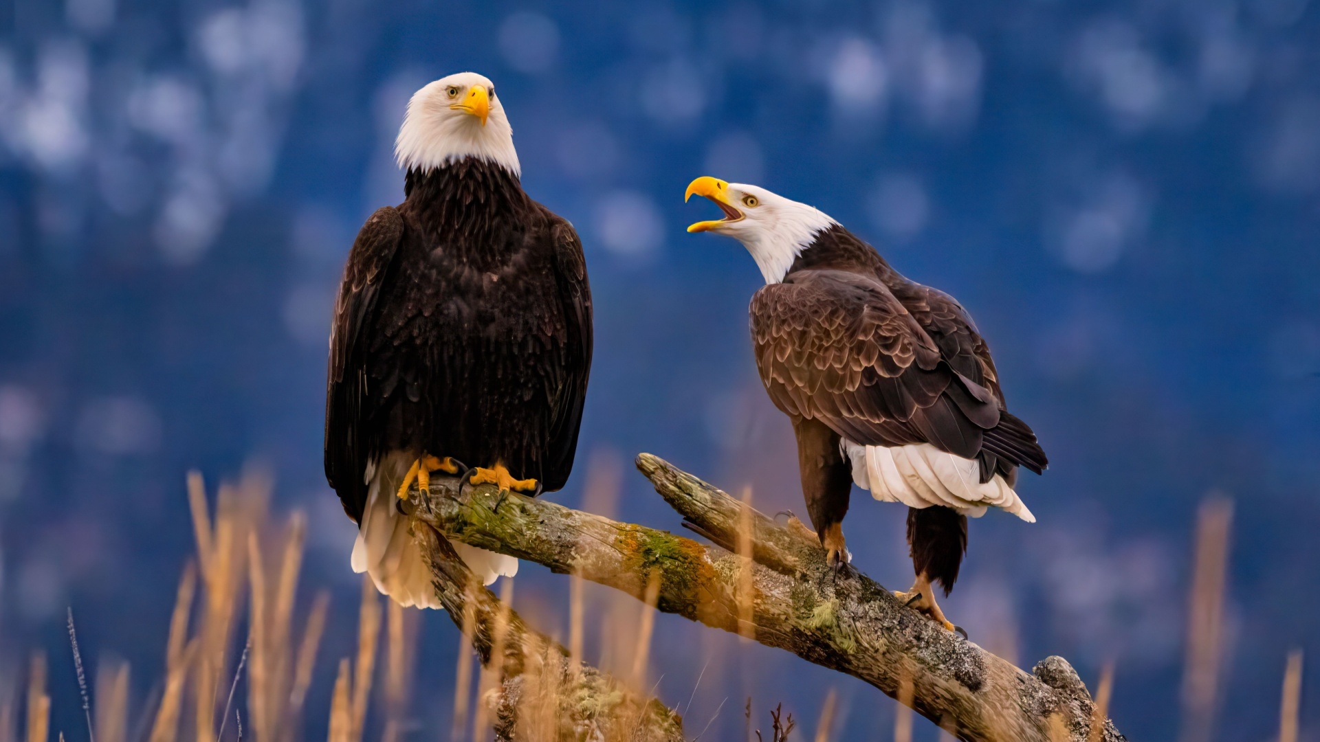 14 Rules You Need To Follow If You See A Bald Eagle In Nature