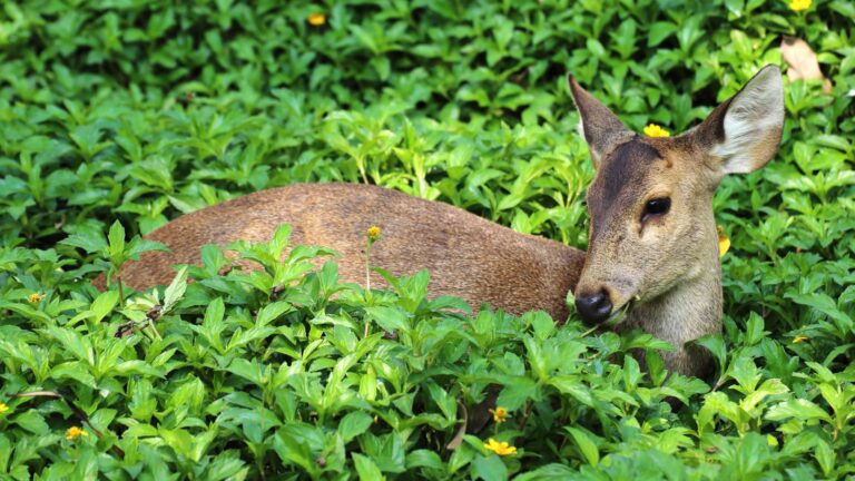 14 Smells That Deer Just Can’t Stand