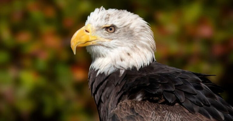 14 Strange But True Moments When Animals Changed U.S. History