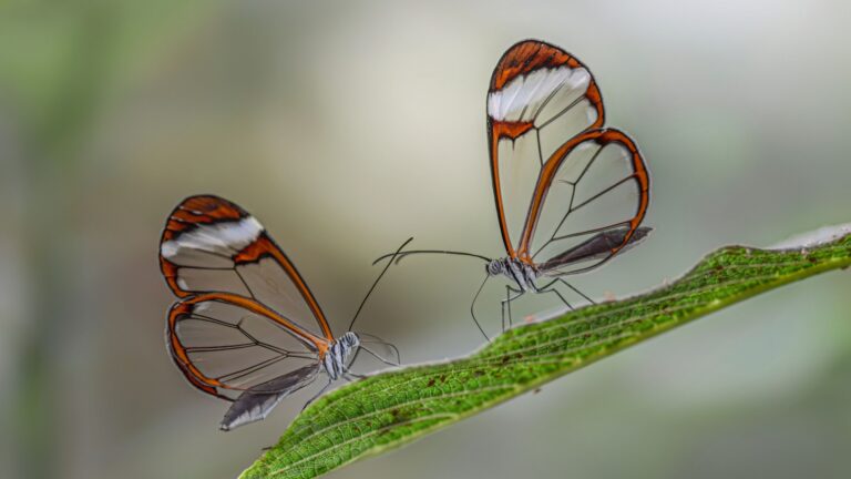 14 Strangest Animals Ever Spotted In Every State