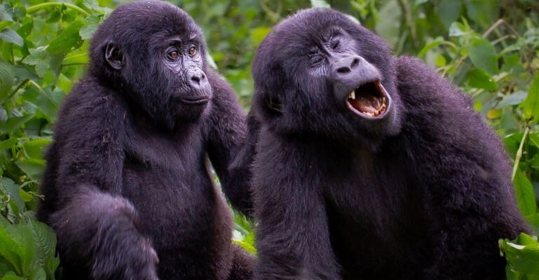 14 Things You Might Not Know About Gorillas