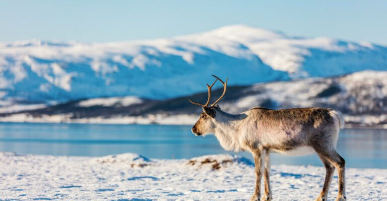 14 Things You Might Not Know About Reindeer
