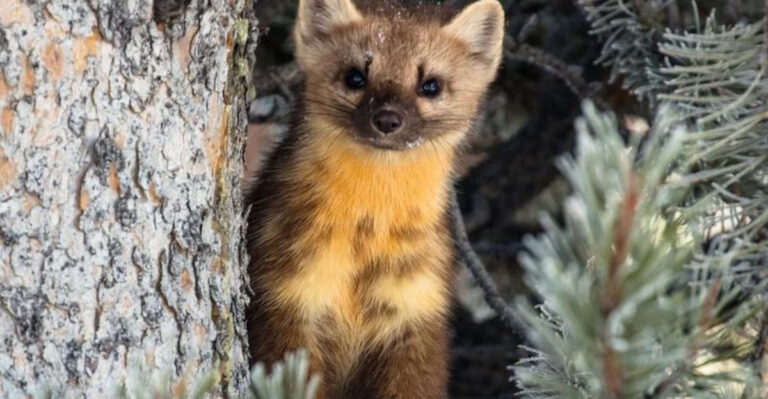 14 Unique Creatures With Traits As Fascinating As Ferrets