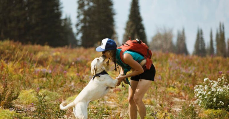 14 Useful Tips For Hiking With Dogs
