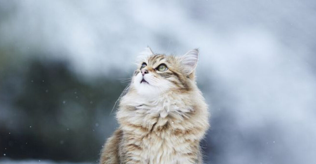 15 Amazing Facts About The Norwegian Forest Cat (The Feline Viking)