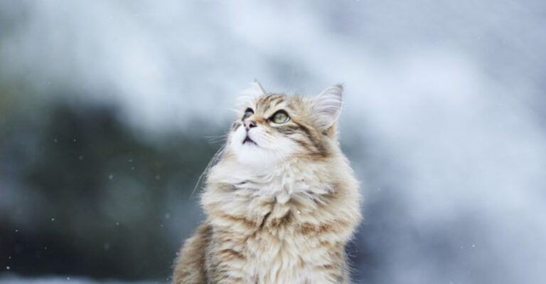 15 Amazing Facts About The Norwegian Forest Cat (The Feline Viking)