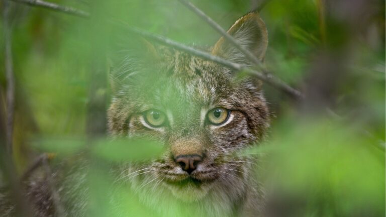 15 Animals That Can Stalk You On A Hike Without You Knowing