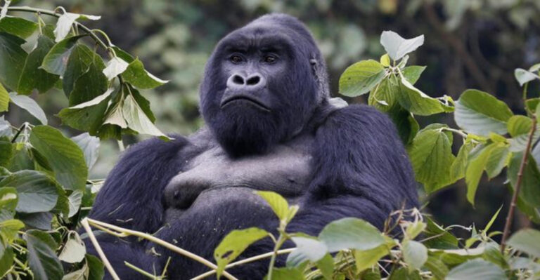 15 Animals That Could Disappear Forever If Government Agencies Keep Slashing Protections