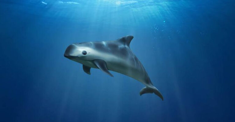 15 Astonishing Facts About The Critically Endangered Vaquita