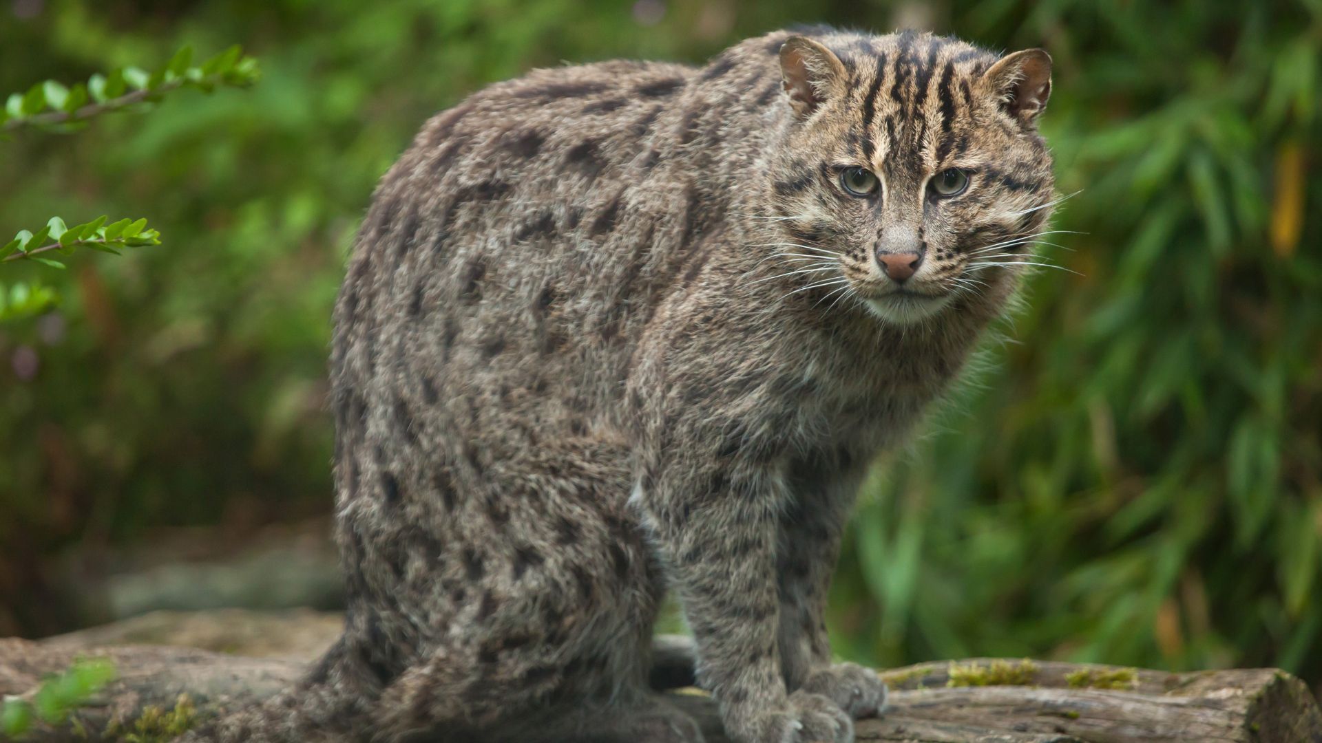 15 Biggest Wild Cats In The World Ranked By Weight