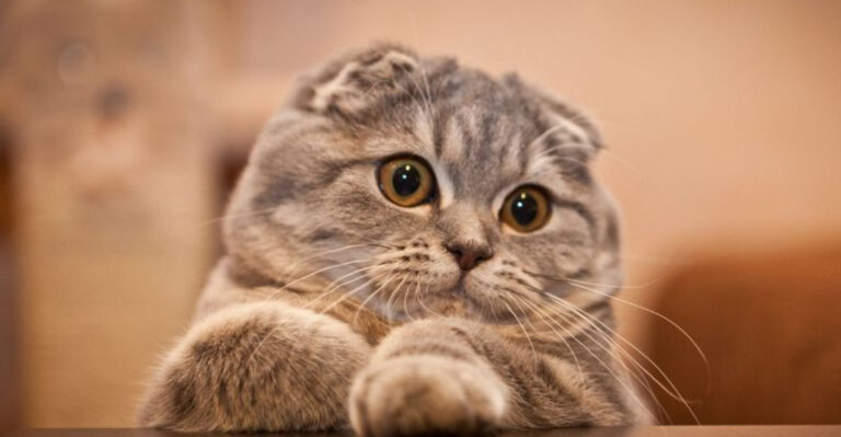 15 Cat Breeds That Have The Biggest, Most Loving Hearts