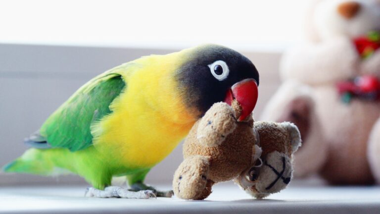 15 Common Myths About Pet Birds