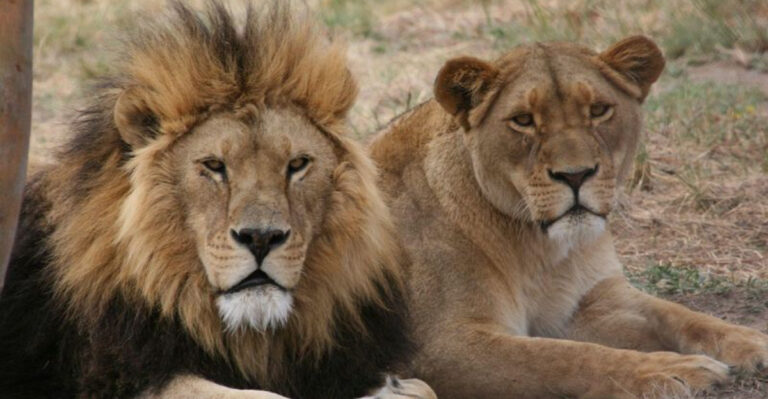 15 Crazy Myths About Lions, Tigers And Bears
