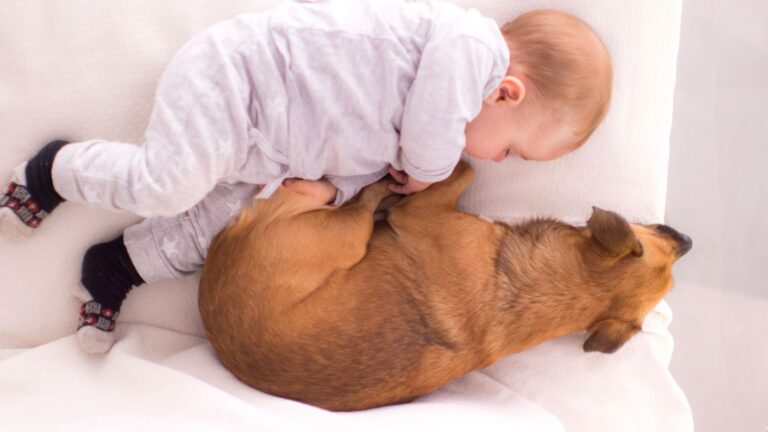 15 Cute Dog Breeds Naturally Gentle And Protective With Babies, Perfect For Families