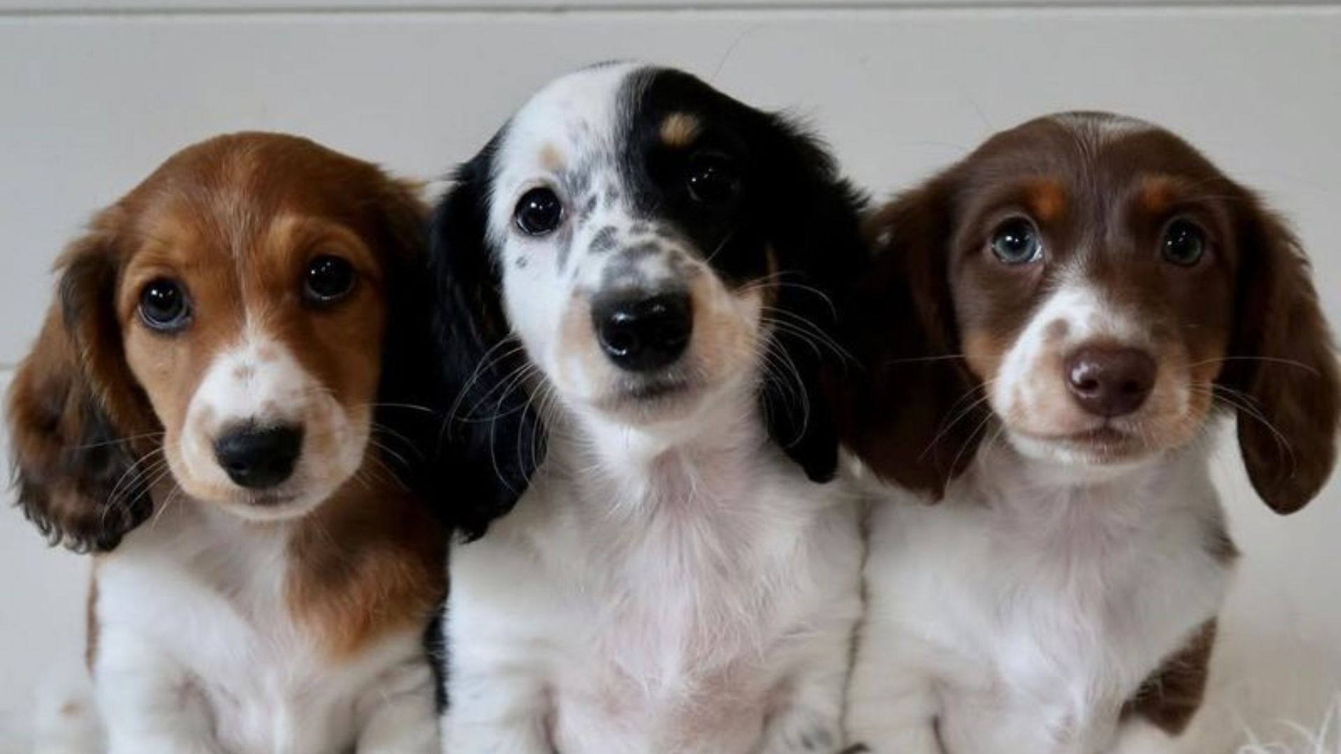 15 Dachshund Colors: The Rarest And The Most Common