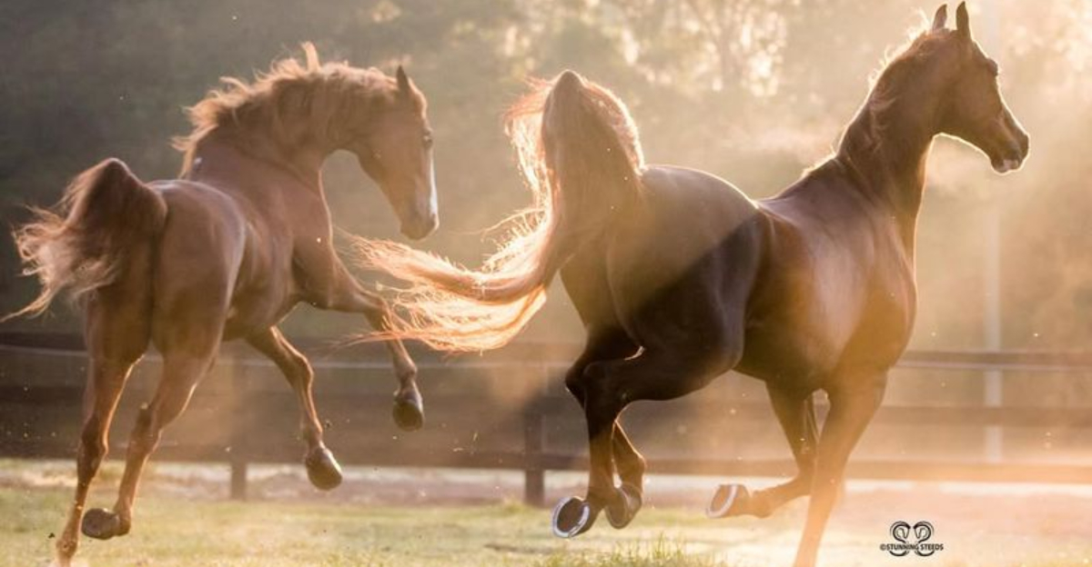 15 Designer Horse Breeds That Are Taking Over