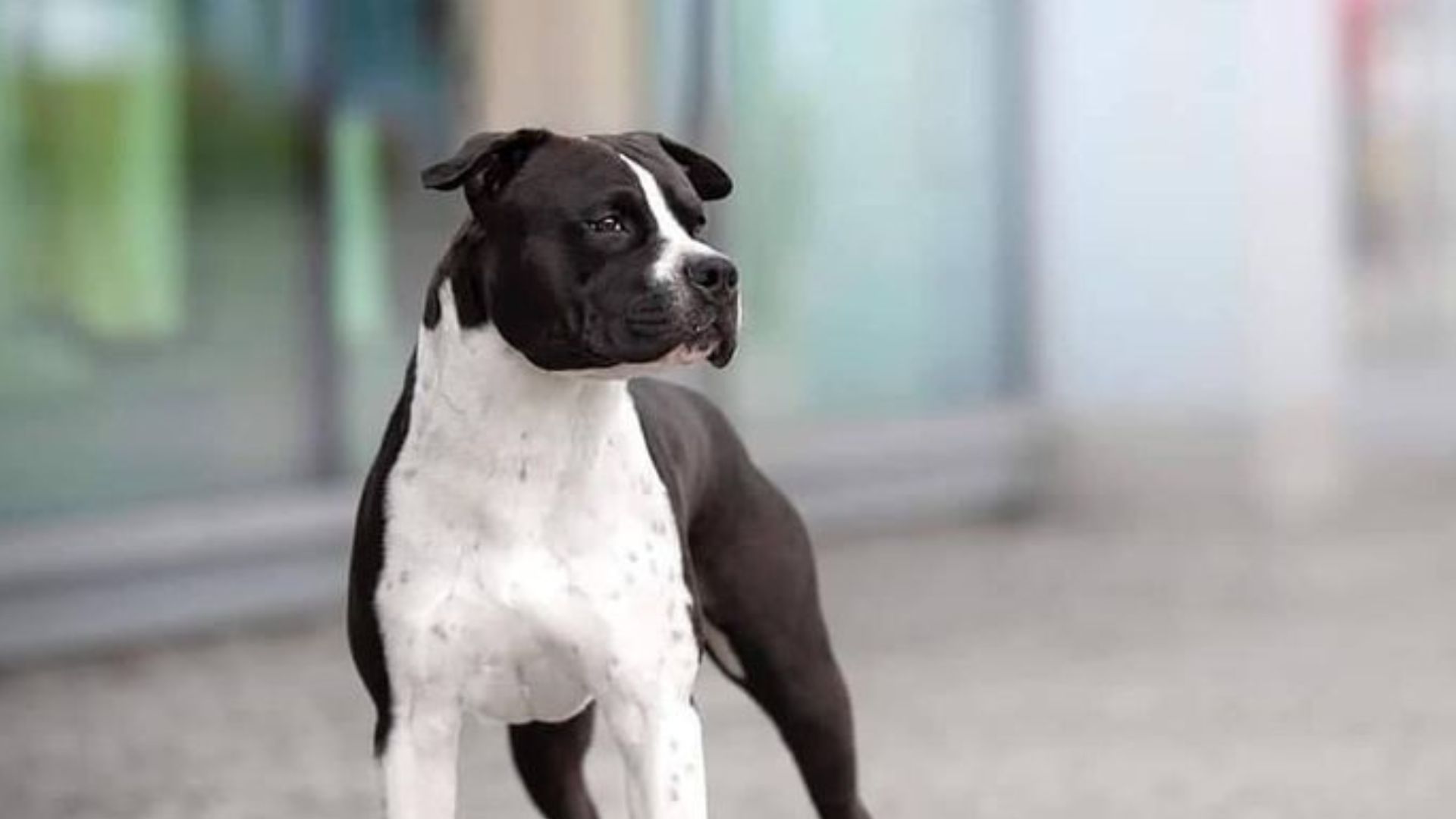 15 Dog Breeds Known For Turning Against Their Owners