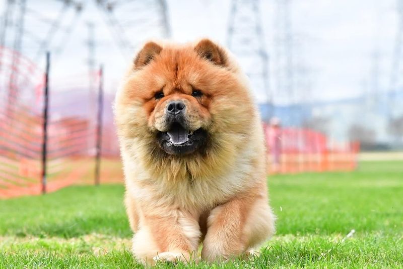 Chow Chow