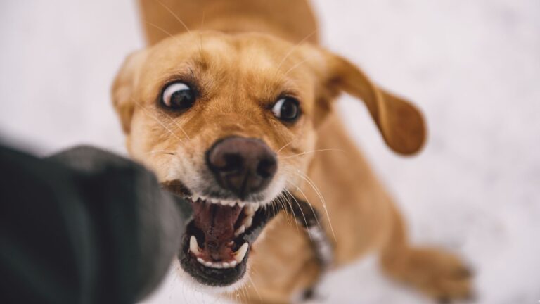 15 Dog Breeds Least Likely To Be Friendly With Strangers