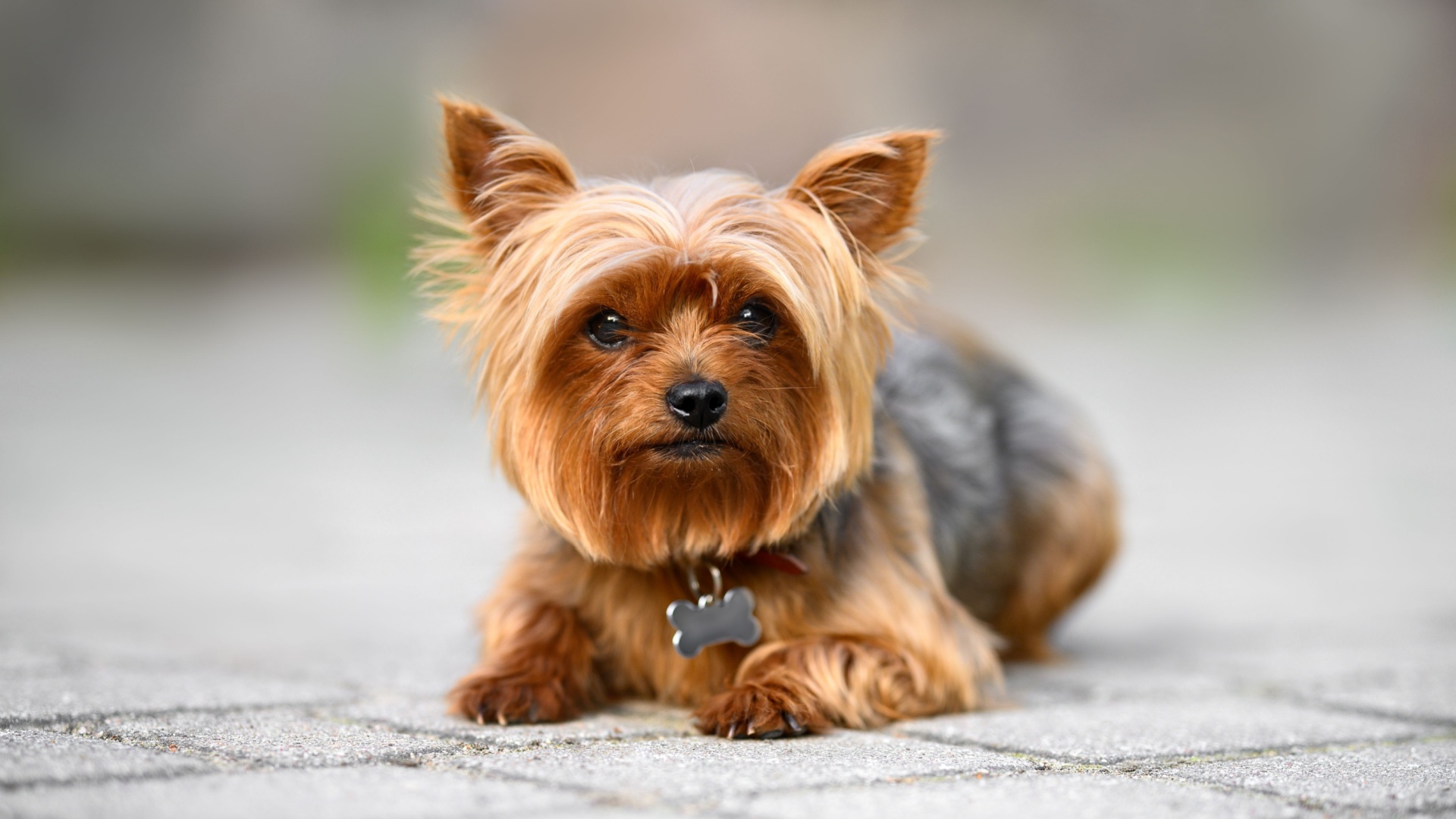 15 Dog Breeds People Often Regret Adopting