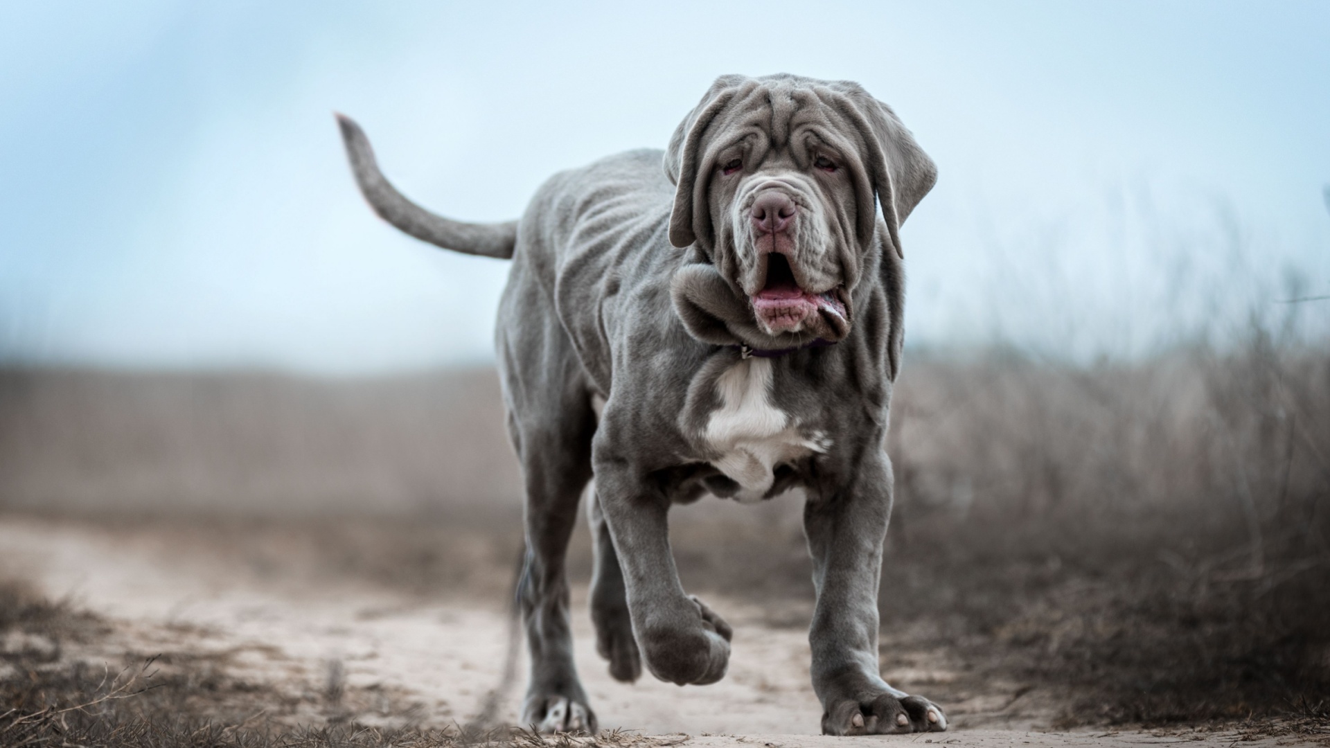 15 Dog Breeds That Are Famous For Their Wrinkles