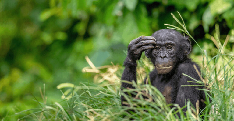 15 Facts About Bonobos, One Of Our Closest Living Relatives From The Great Ape Species