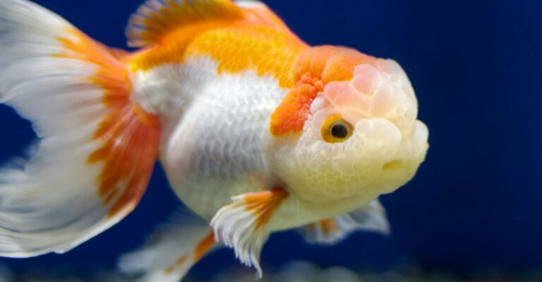 15 Fish Species With Remarkable Lifespans