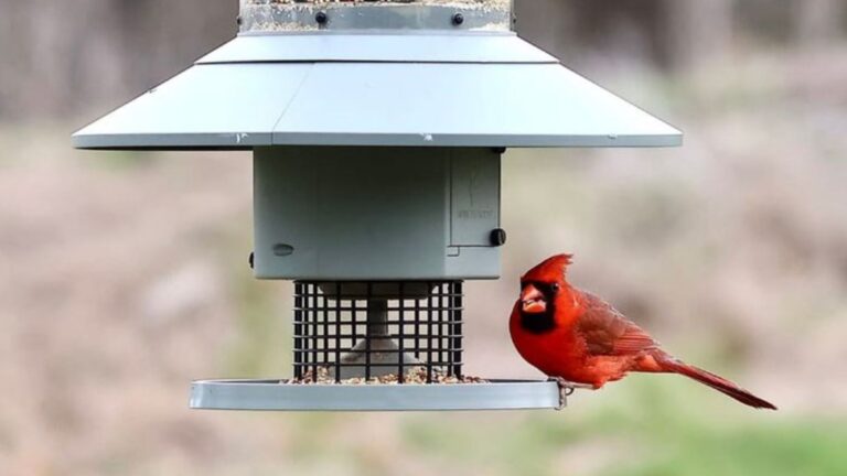 15 Foods You Should Never Put In A Wild Bird Feeder