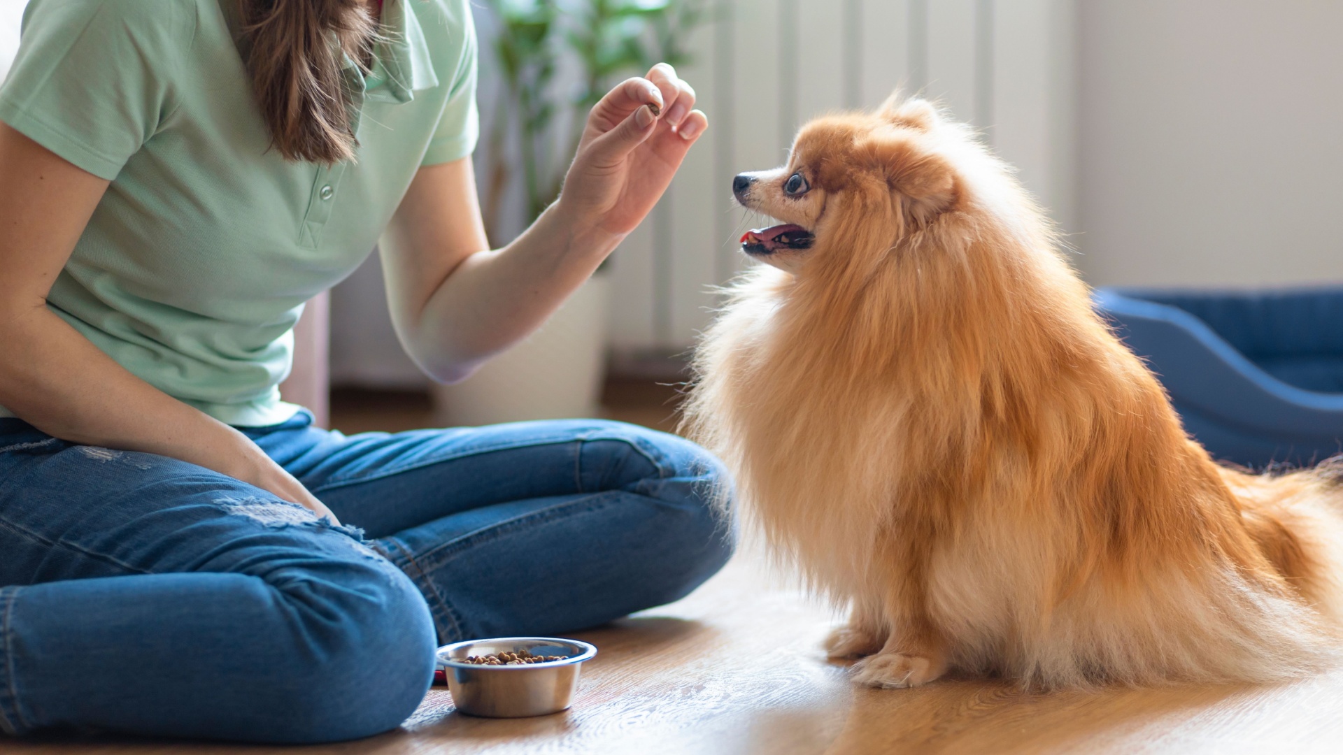 15 German Dog Breeds That Truly Embody The Spirit Of Man’s Best Friend