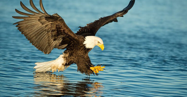 15 Habits Every Respectful Birdwatcher Should Practice Around Bald Eagles