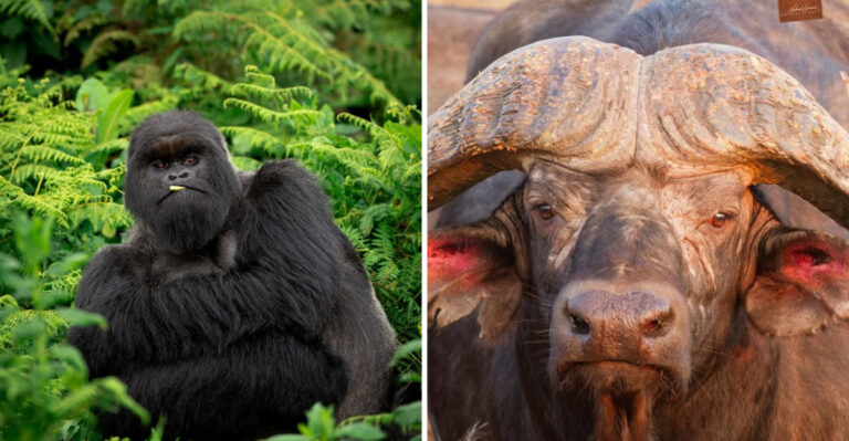 15 Herbivores With Surprisingly Fierce Defenses