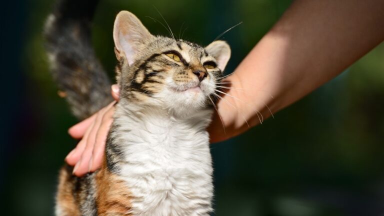 15 Hidden Challenges Of Adopting A Stray Cat
