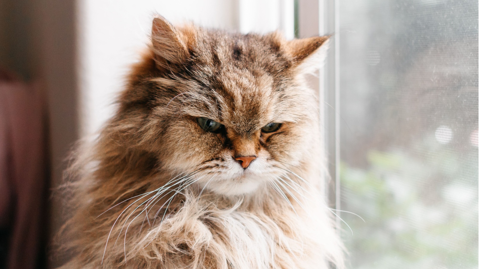 15 Hilarious Signs Your Cat Hates You