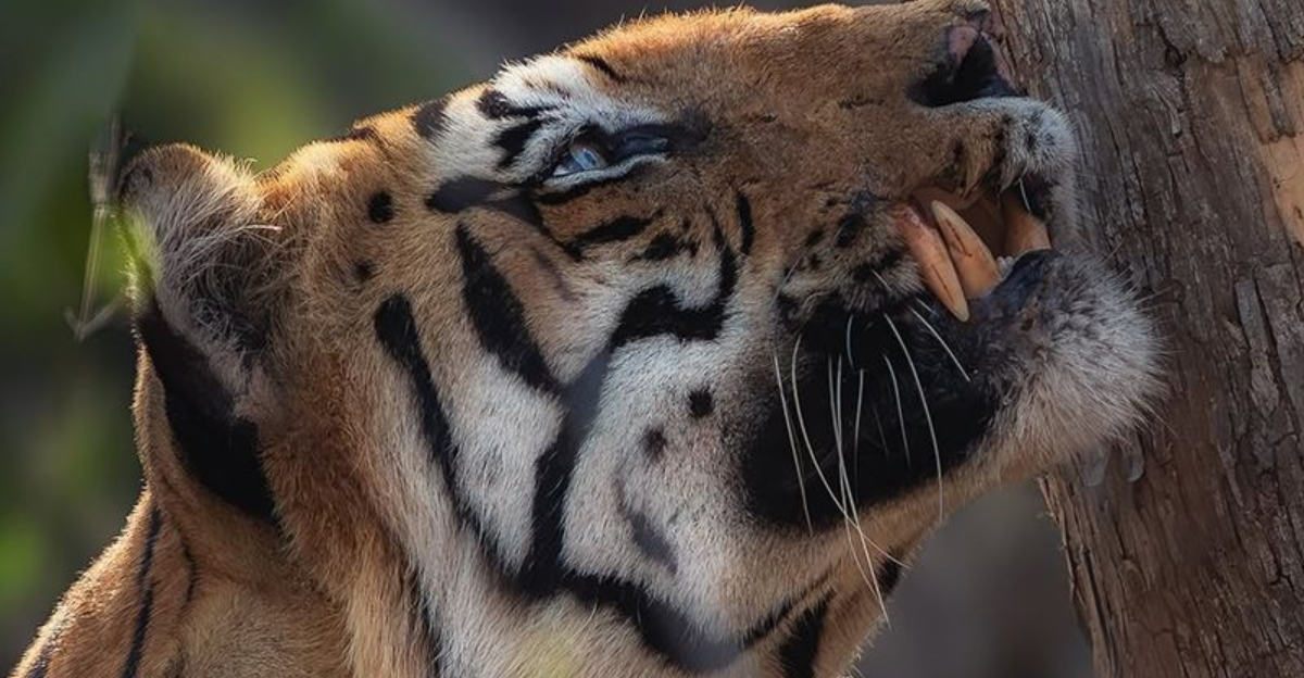 15 Incredible Adaptations That Help Big Cats Survive In The Wild