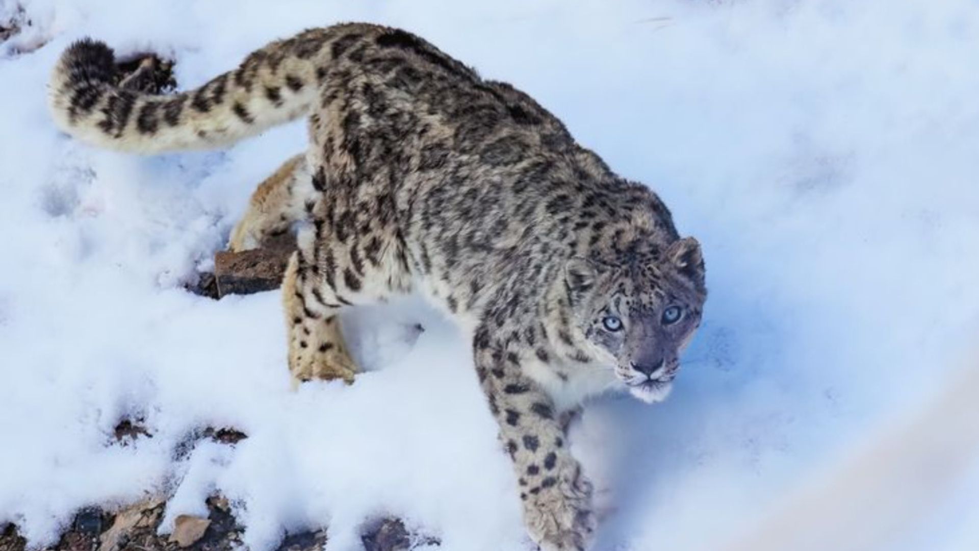 15 Incredible Facts About The Endangered Snow Leopard